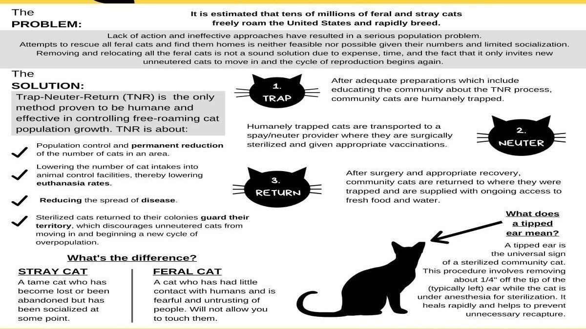 Petition Feral Cats In Office Parks South Africa Change petition-feral-cats-in-office-parks-south-africa-change