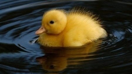 Petition · Willow Park “Beware of Ducks” Sign - United States · Change.org