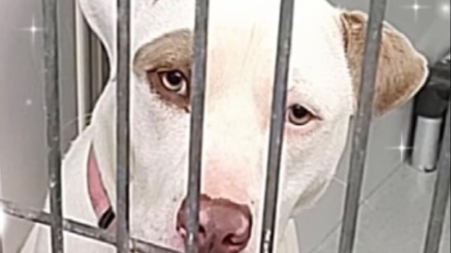 Petition · End Animal Kill Shelters Now! United States ·