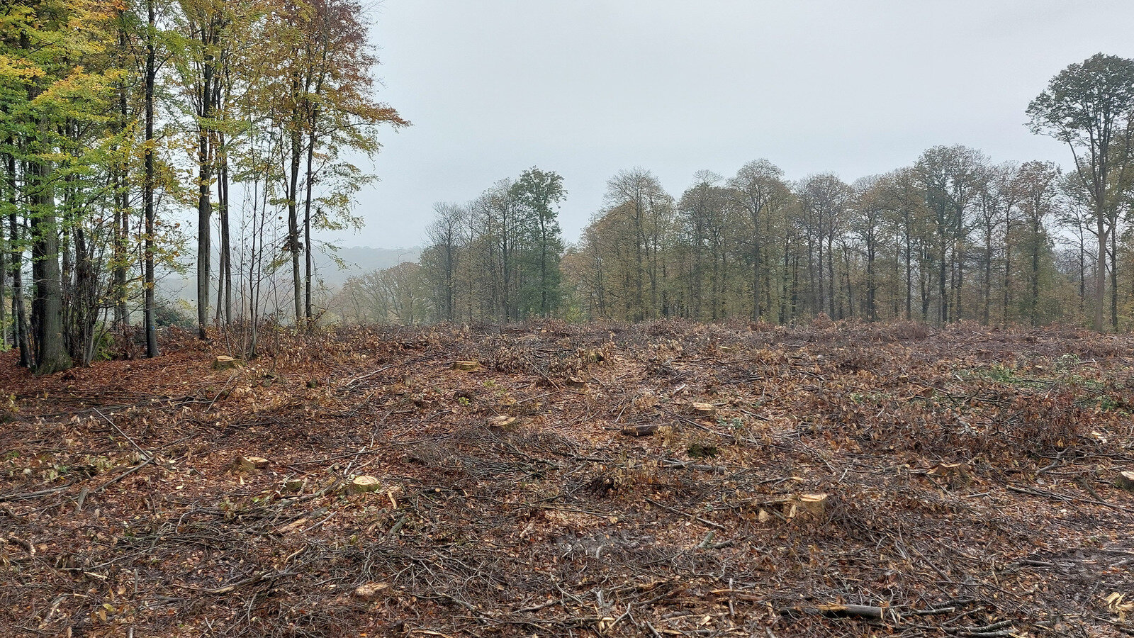 Pétition · FORET DE MONTMORENCY EN DANGER : STOP AU RETOUR DES COUPES ...