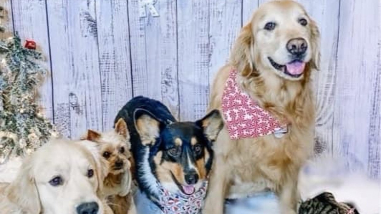 Petition · Sea Isle City Dogs deserve a dog park . Sea Isle City