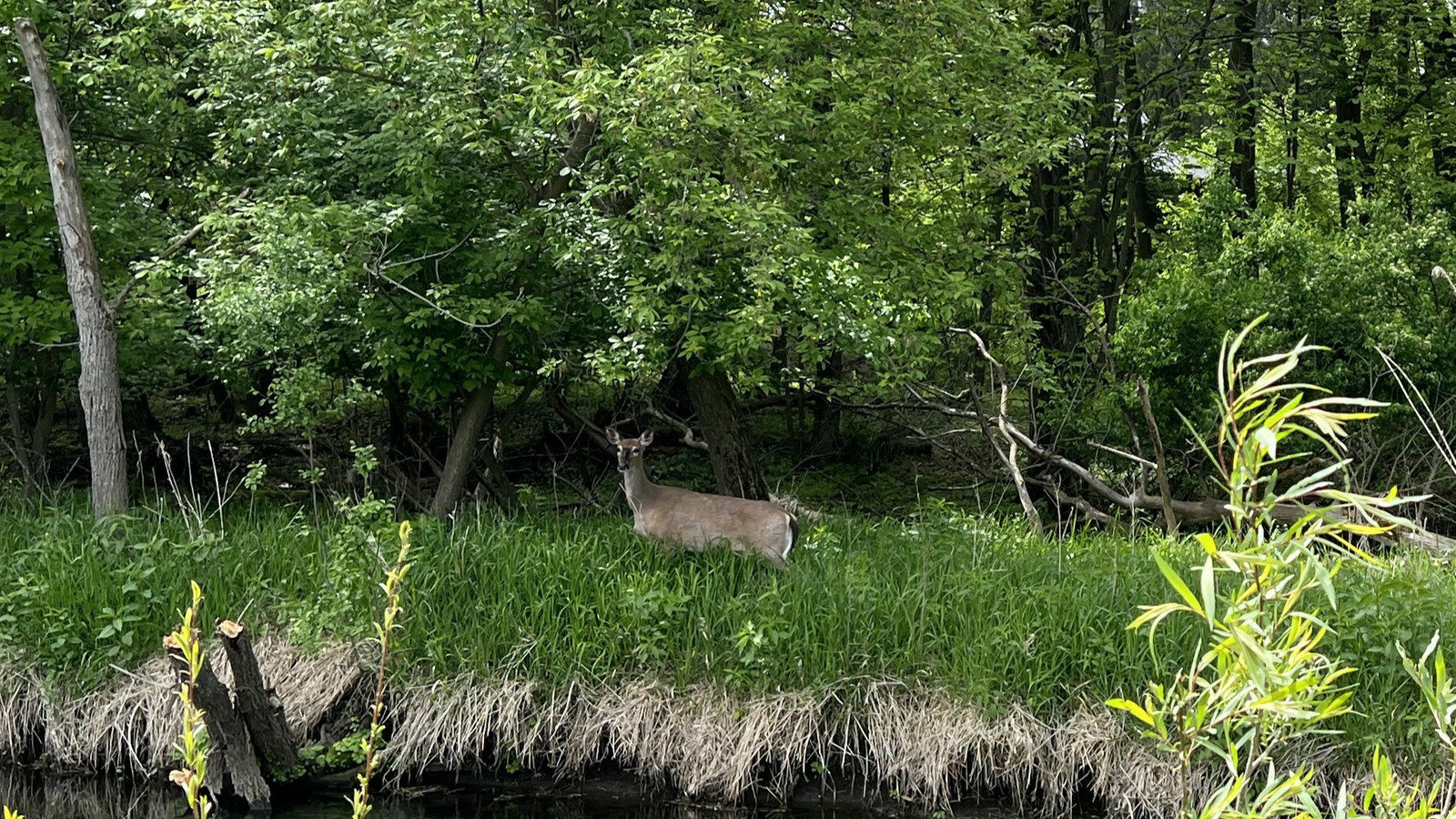Petition · Stop Disc Golf Plans in Western Green Park, Deforest