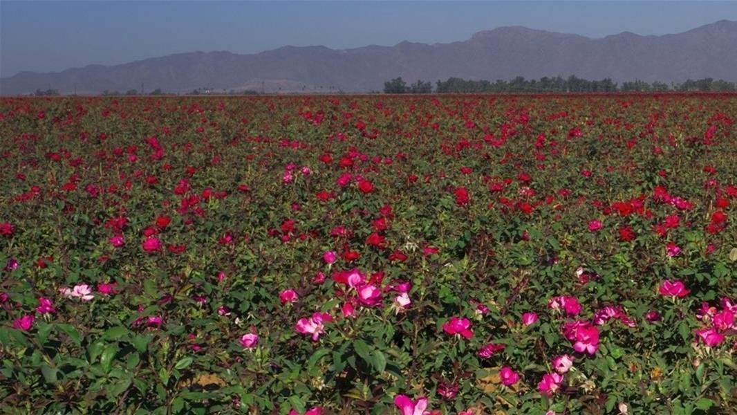 Petition · Reinstate El Mirage, AZ Bulk trash pick up El Mirage