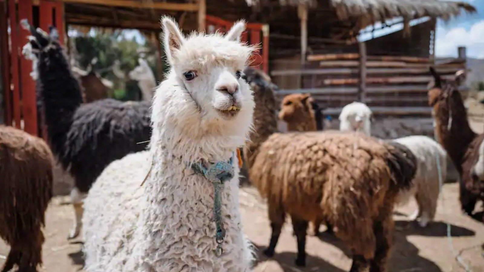 Petición · que Carmen traiga una llama escupidora del Perú · Change.org