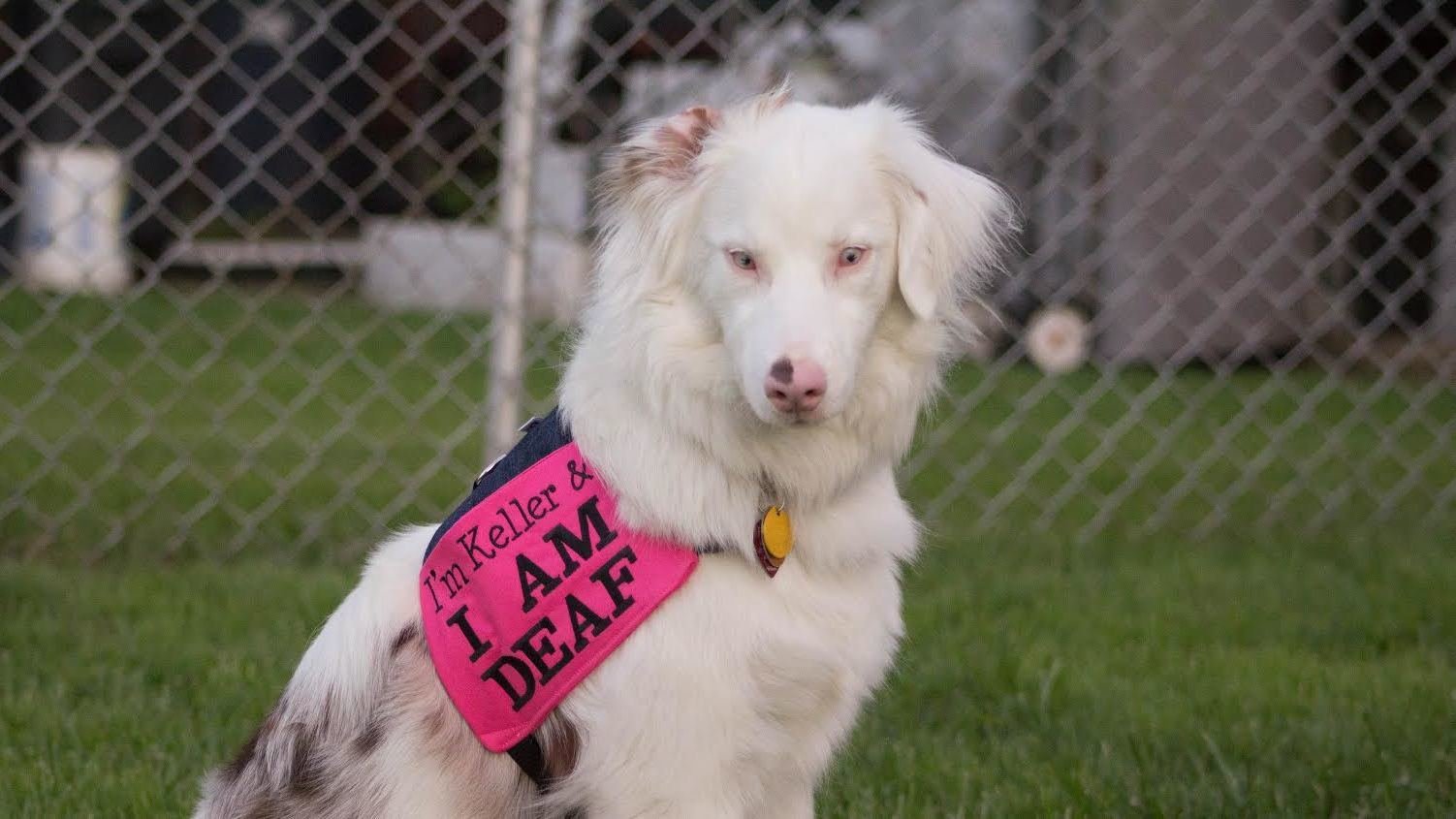 Petition · Tell the CKC to ban merletomerle breeding Canada