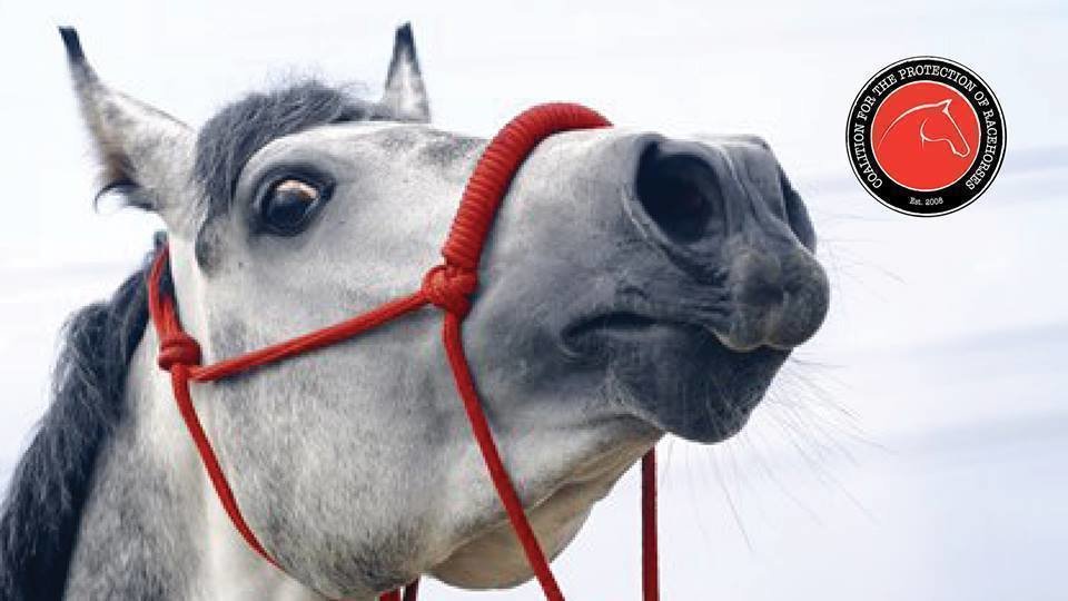 Petition · Stop whipping horses Australia ·