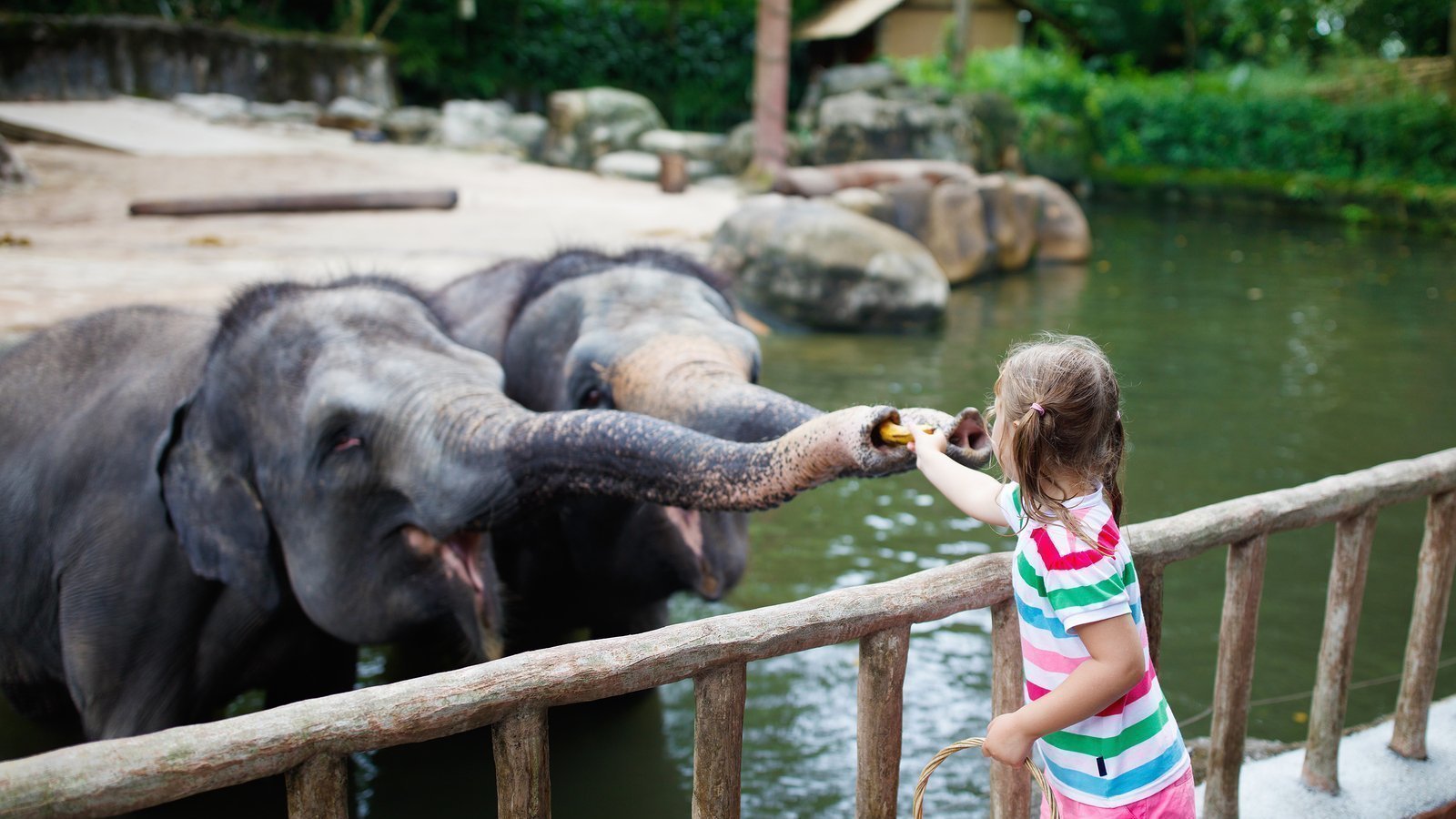 Petition · Kostenloser Eintritt in den Berliner Zoo für kriegsgeflüchtete Kinder! · Petition · Kostenloser Eintritt in den Berliner Zoo für kriegsgeflüchtete Kinder! ·