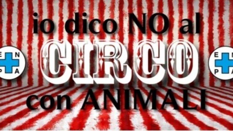 Non il mio circo, non le mie scimmie Magliette Uomini Classic T-shirt S