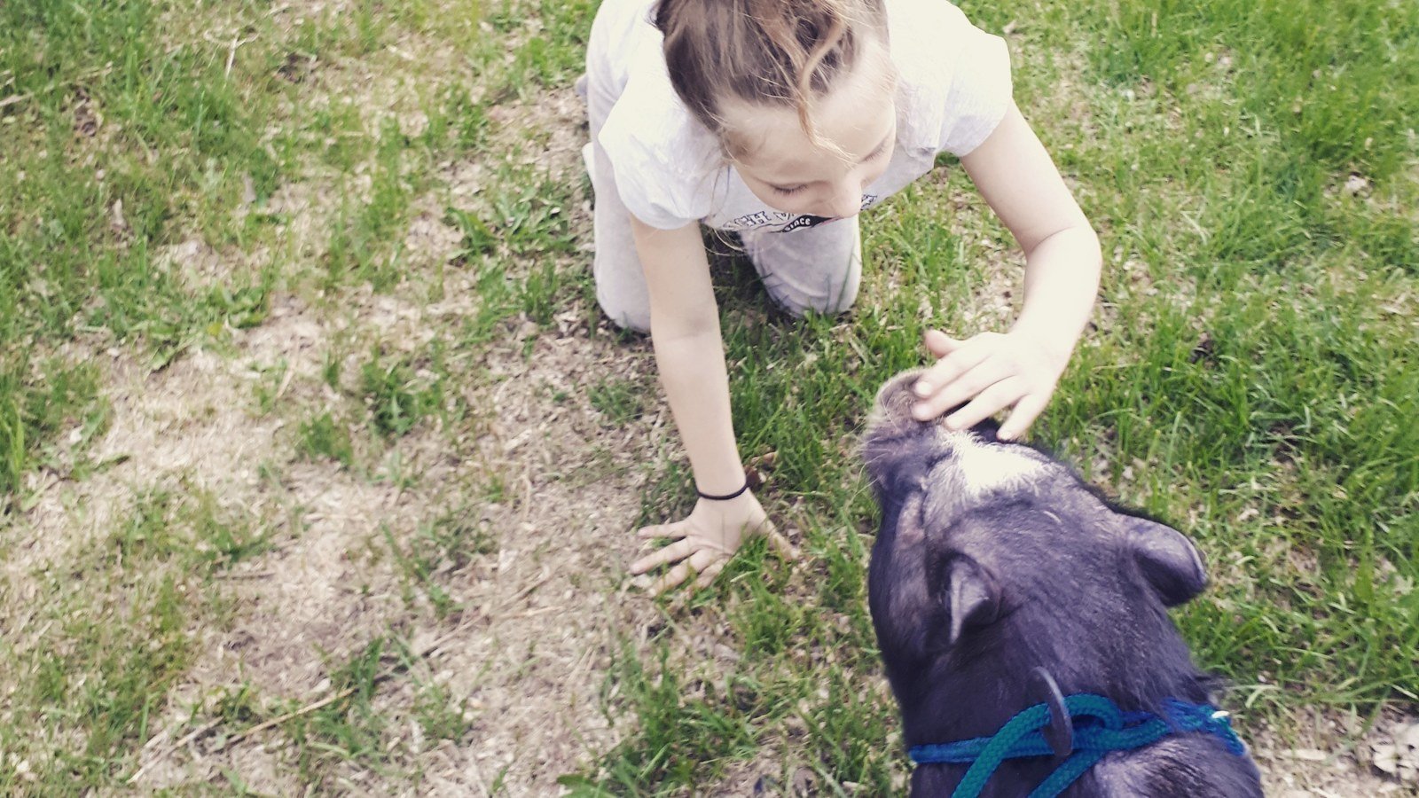 Petition · Allow Mini Pigs In Kingston! ·