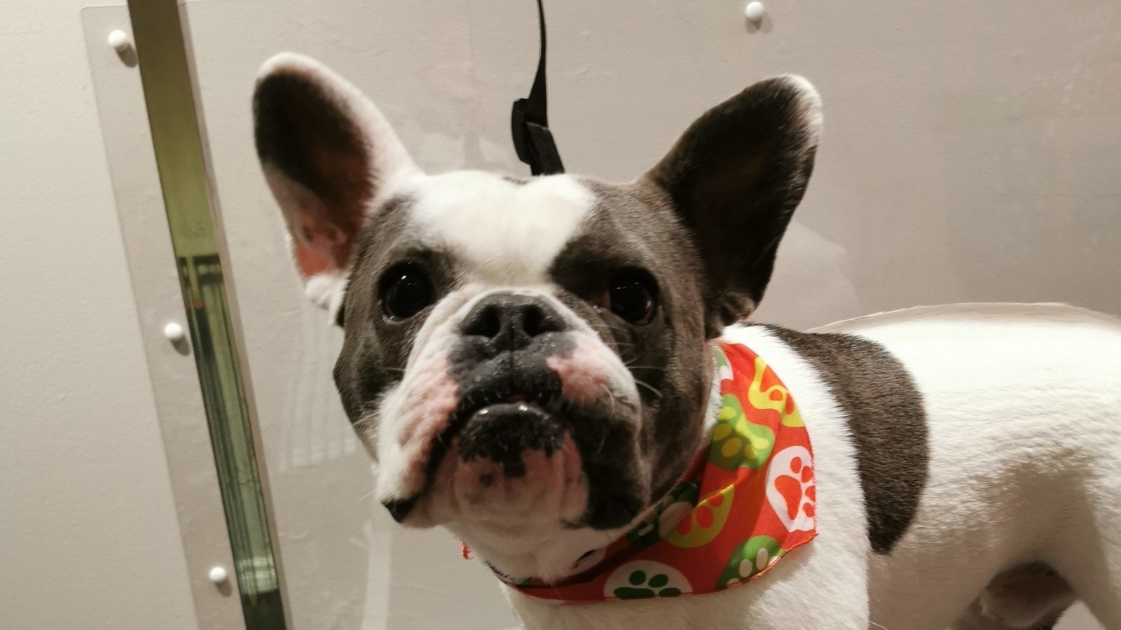 essential pet grooming