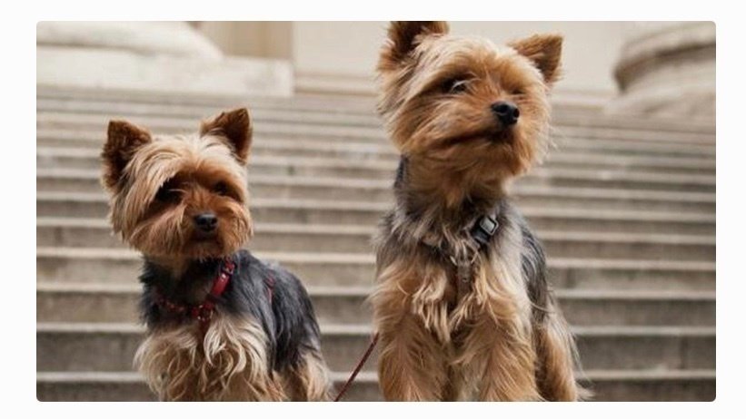 Petizione · Where Are Amber Heard dogs Pistol and Boo? · Change.org