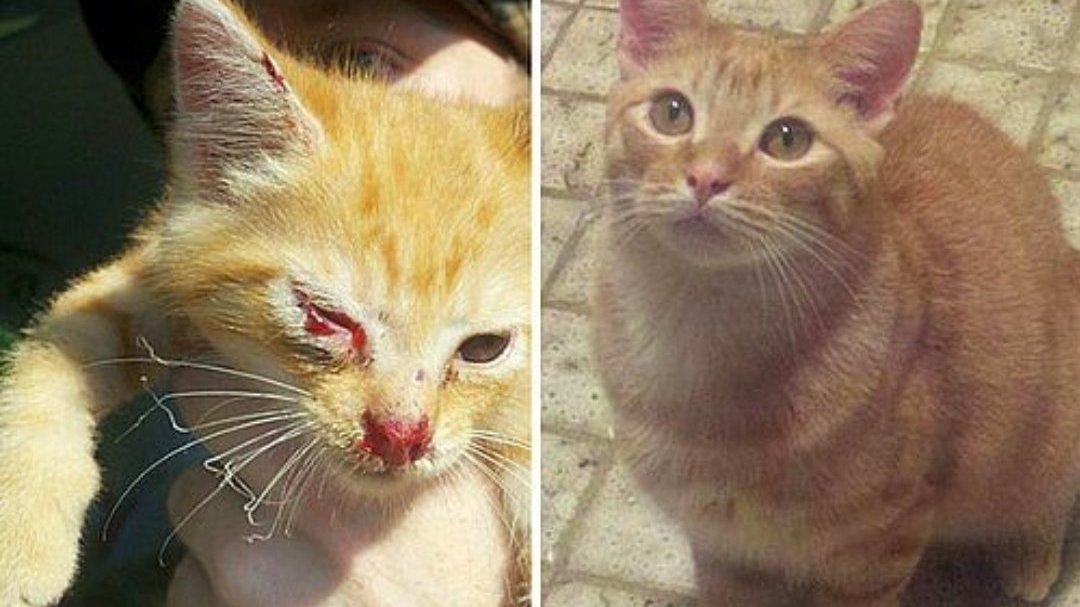 Kampanya · Sude andaş ceza alsın ·
