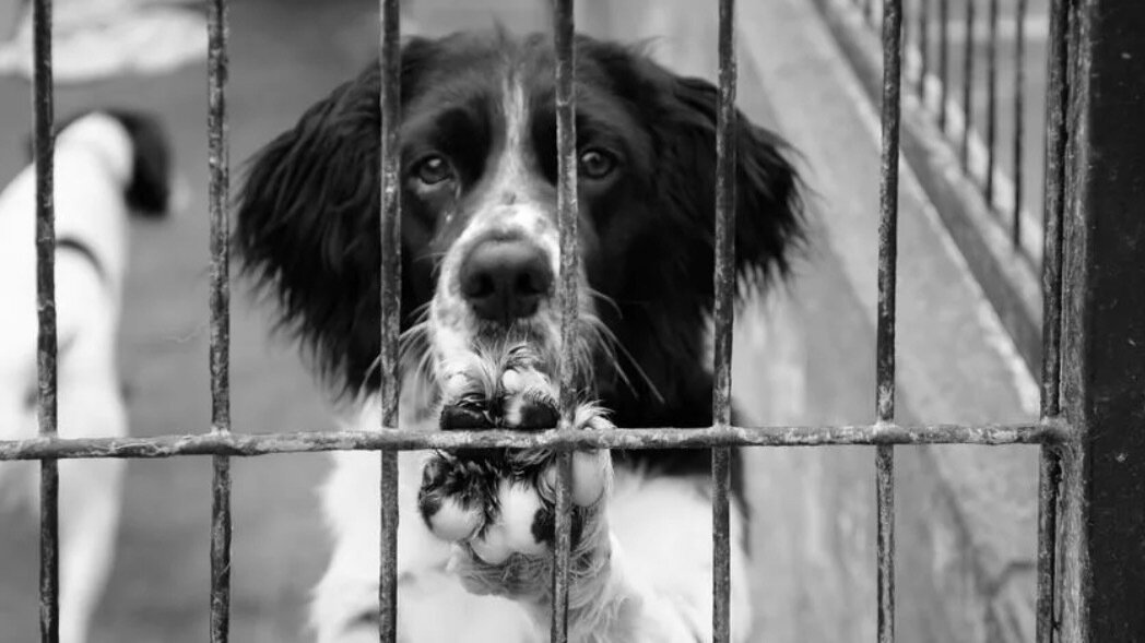 Петиция · Отмените закон об эвтаназии собак в Республике Алтай - Россия ...