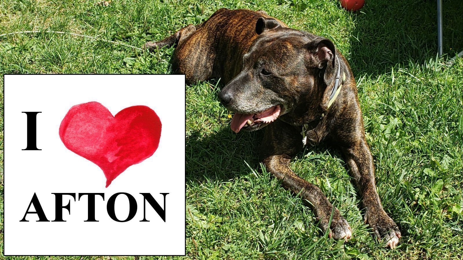 Petition · New Dog Warden for Afton, New York United States ·