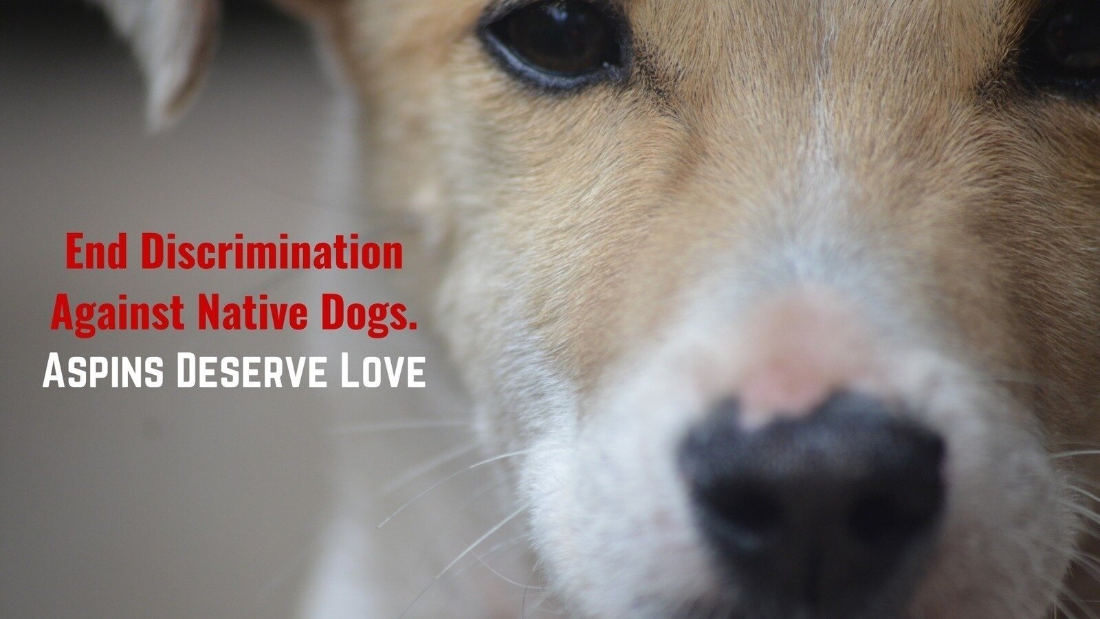 Petition · End Discrimination Against Native Dogs; Aspins Deserve Love ...