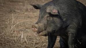 Petition · A Shmorgle of Hogs - United States · Change.org