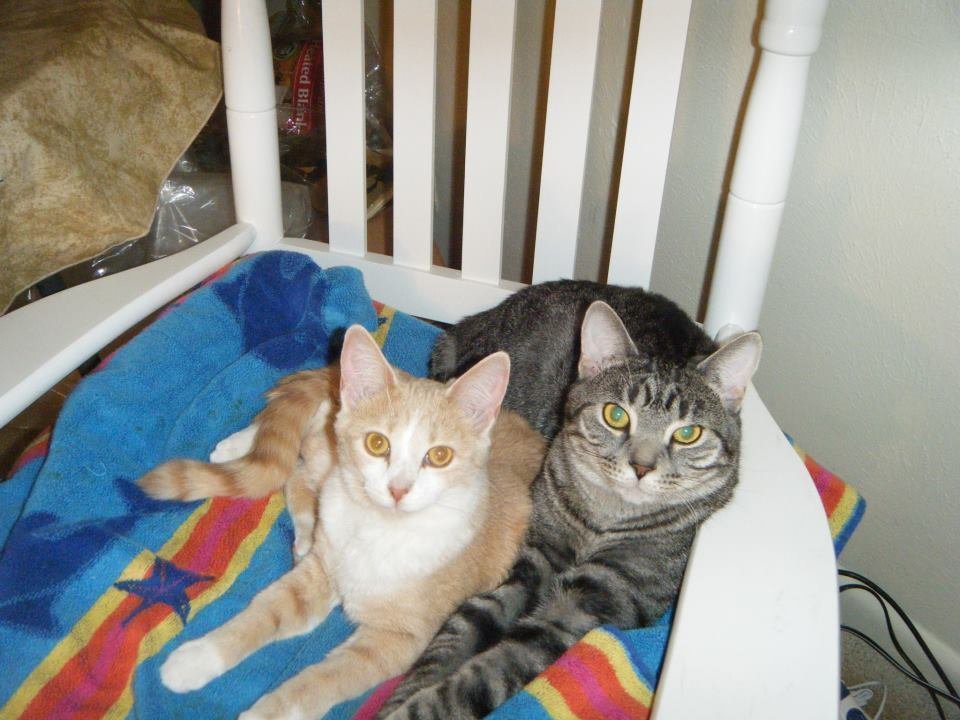 Petition · Reduce and Refund 100 pet depositsto apartment rental