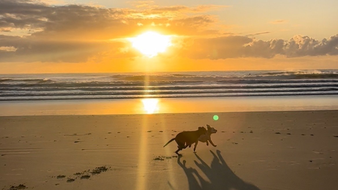 Petition · Off Leash Dog Beach For Duranbah Beach, Tweed Heads