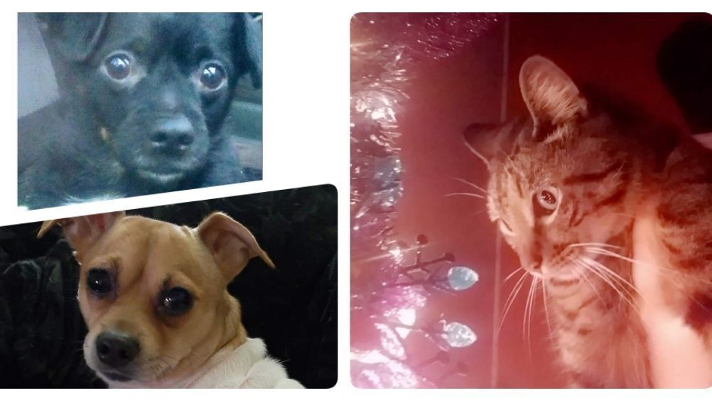 Petition · *URGENT* Allow pets while living in HUD housing in Toccoa