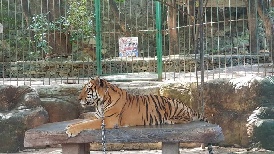 Petition · Love unwanted animals, save them from animal cruelty Philippines ·