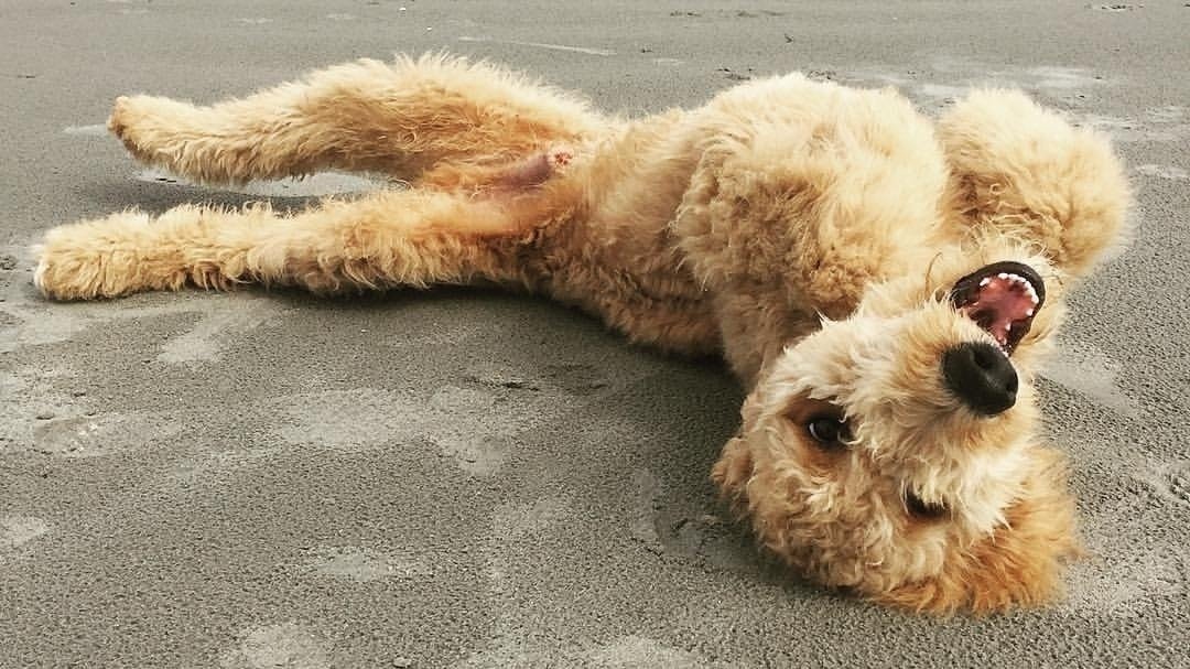 Petition · Return 'Boston' The GoldenDoodle Back! ·