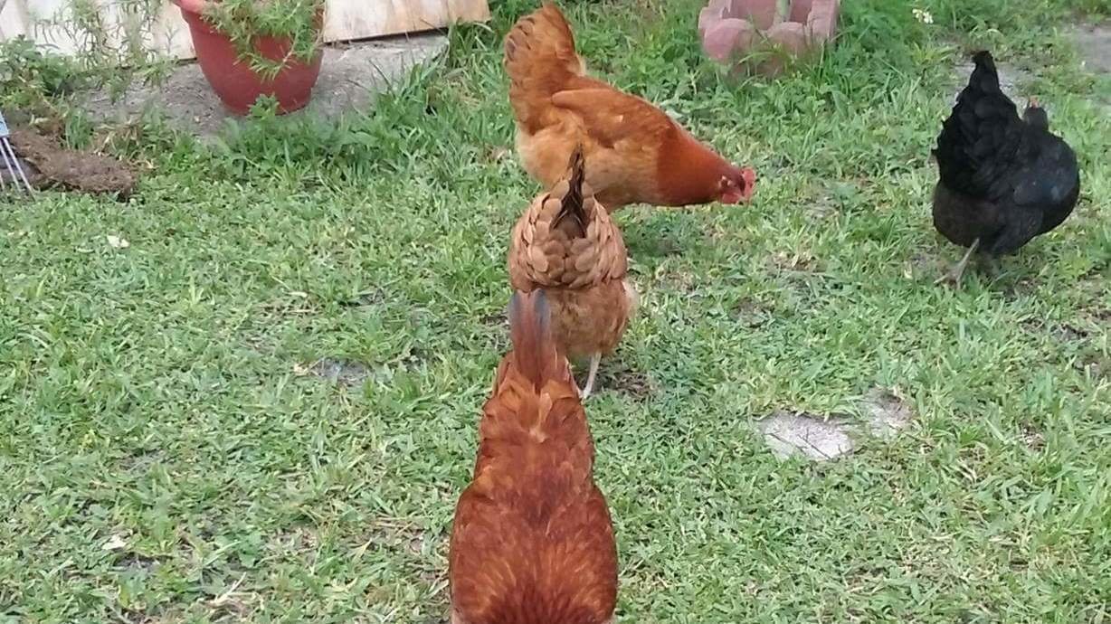 Petition · Allow female chickens in residential areas of Miami Dade