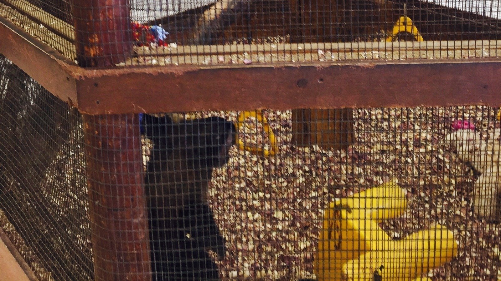 Petition · Release Frankie to a Sanctuary Release Frankie to a