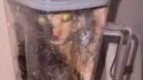 Petition · Life sentence to the horrible cat blender creator - United