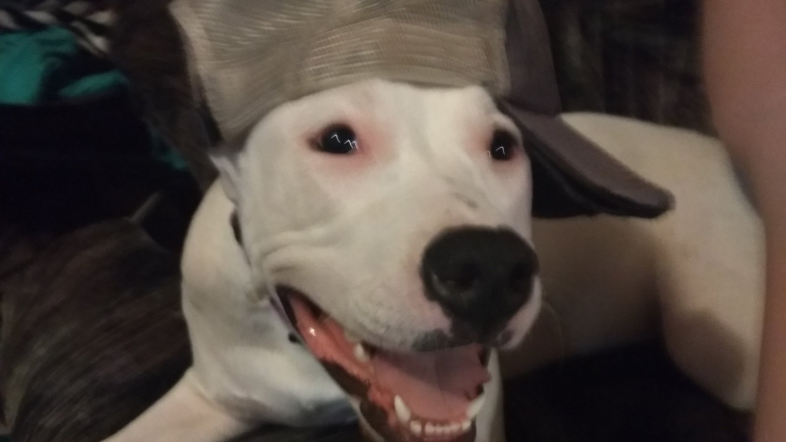 Petition · Overturn the ban on pitbull breed in Waukon Iowa ·