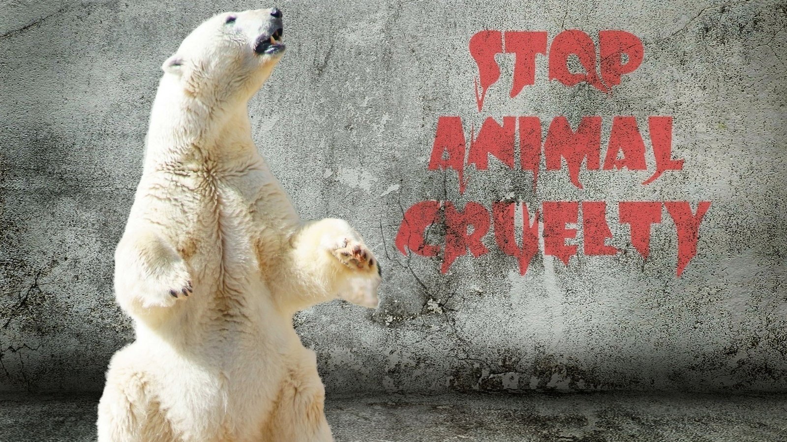 Petition · Ban Cosmetic Testing on Animals United States ·