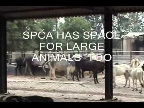 Petition · Save the Society for the Prevention of Cruelty to Animals