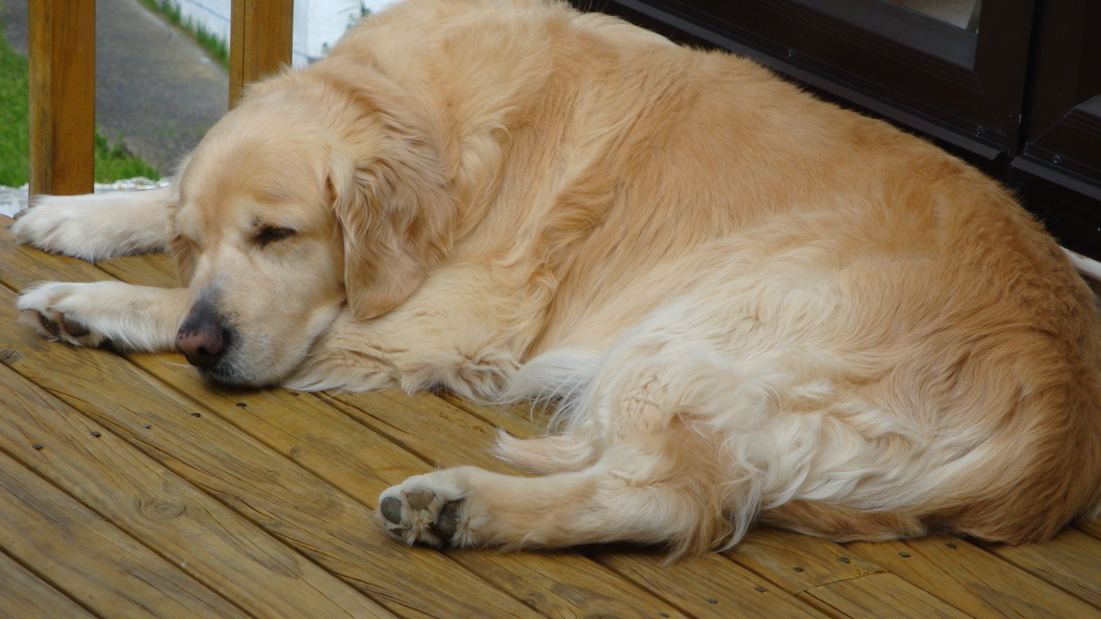 Petition · Pressure Gumtree Not To Advertise Pets Under The Freebies