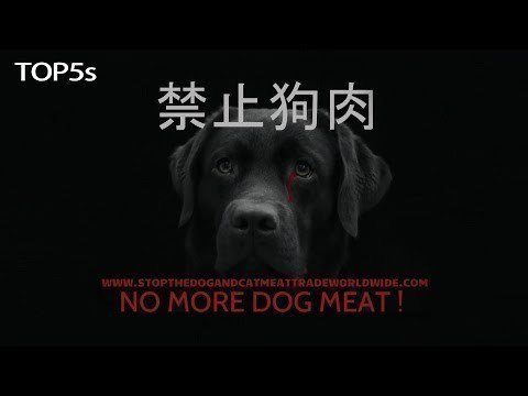 Petition · Stop the Yulin festival! - United States · Change.org