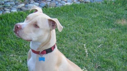 Petition · Put an end to Breed Specific Legislation ...