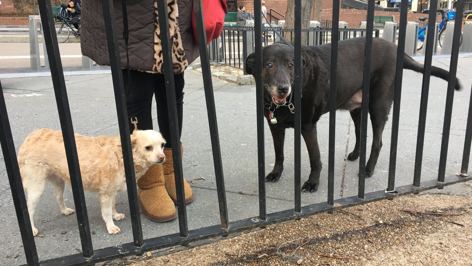 Petition · Allow "Pets" Back into Ruppert Park, Yorkville, NYC New