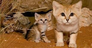 We want the municipality of Haifa to create a cats feeding spot in Habishof Hajjar str
