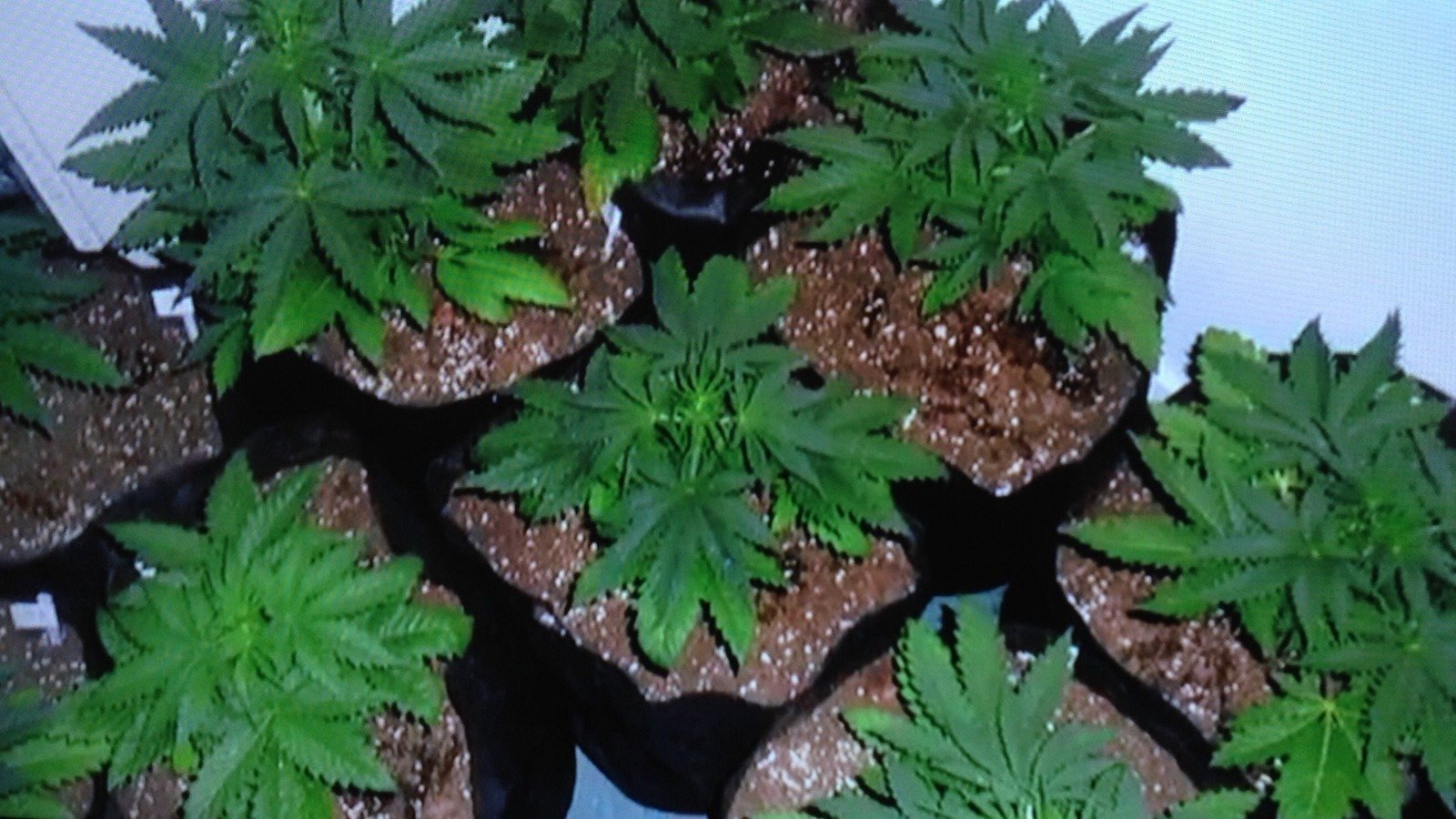 Petition · Legalisation medical strains of cannabis for planting