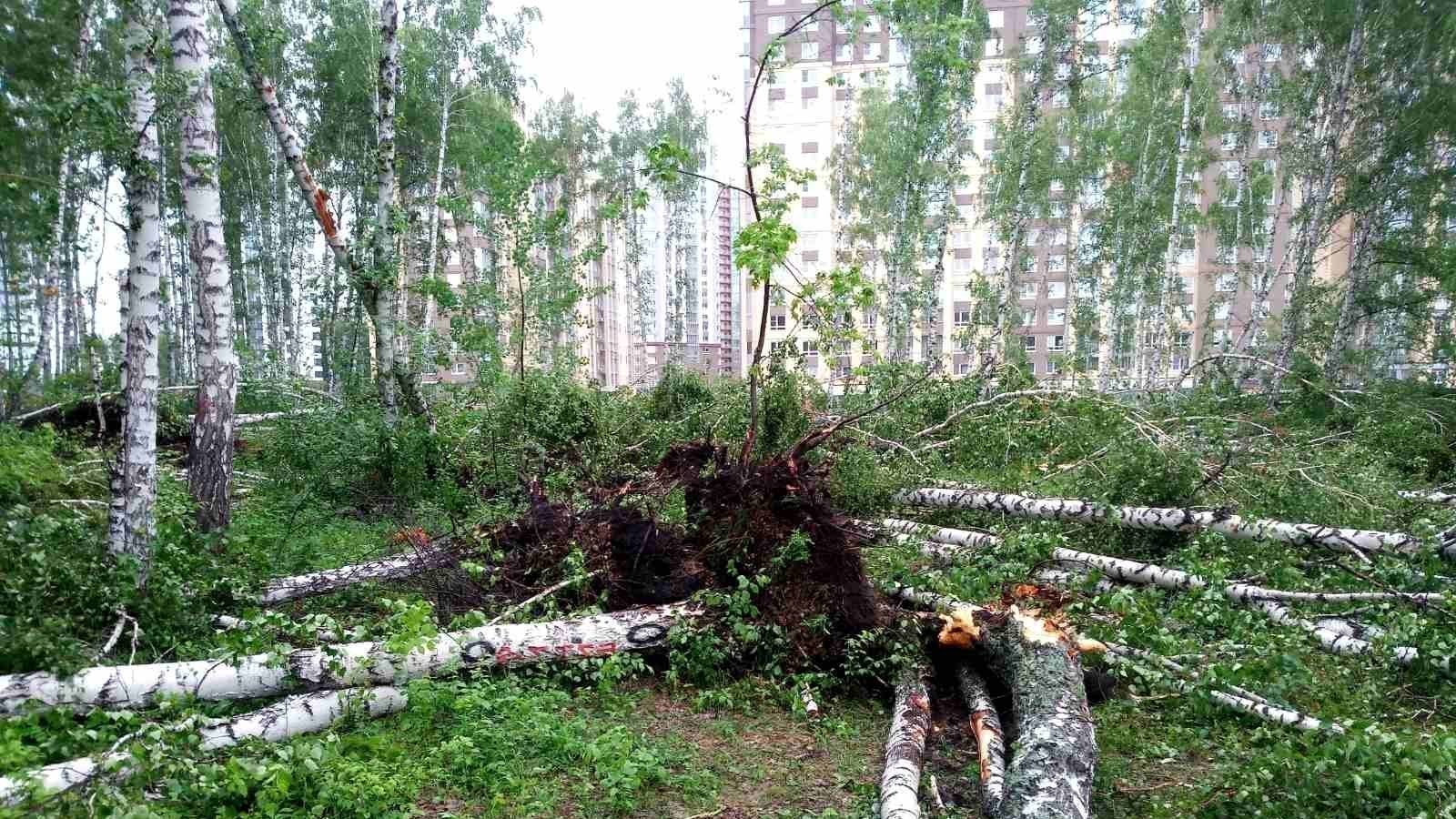 Петиция · Остановить вырубку леса на Тополинке! - Челябинск, Россия ...