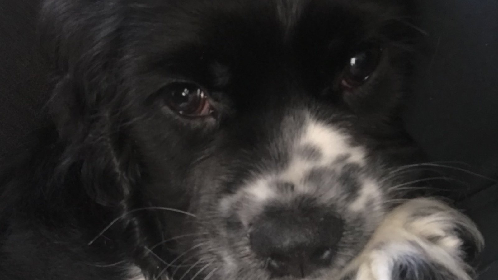 Petition · Help Stop the Sale of Puppies and Kittens in Orangeville Pet Stores! Canada