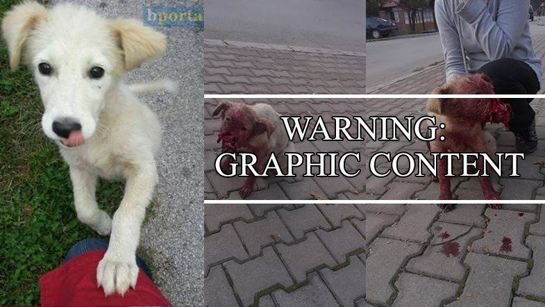 Petition Find The Abusers Who Tortured A Puppy And Punish Them With Maximum Penalty Change Org