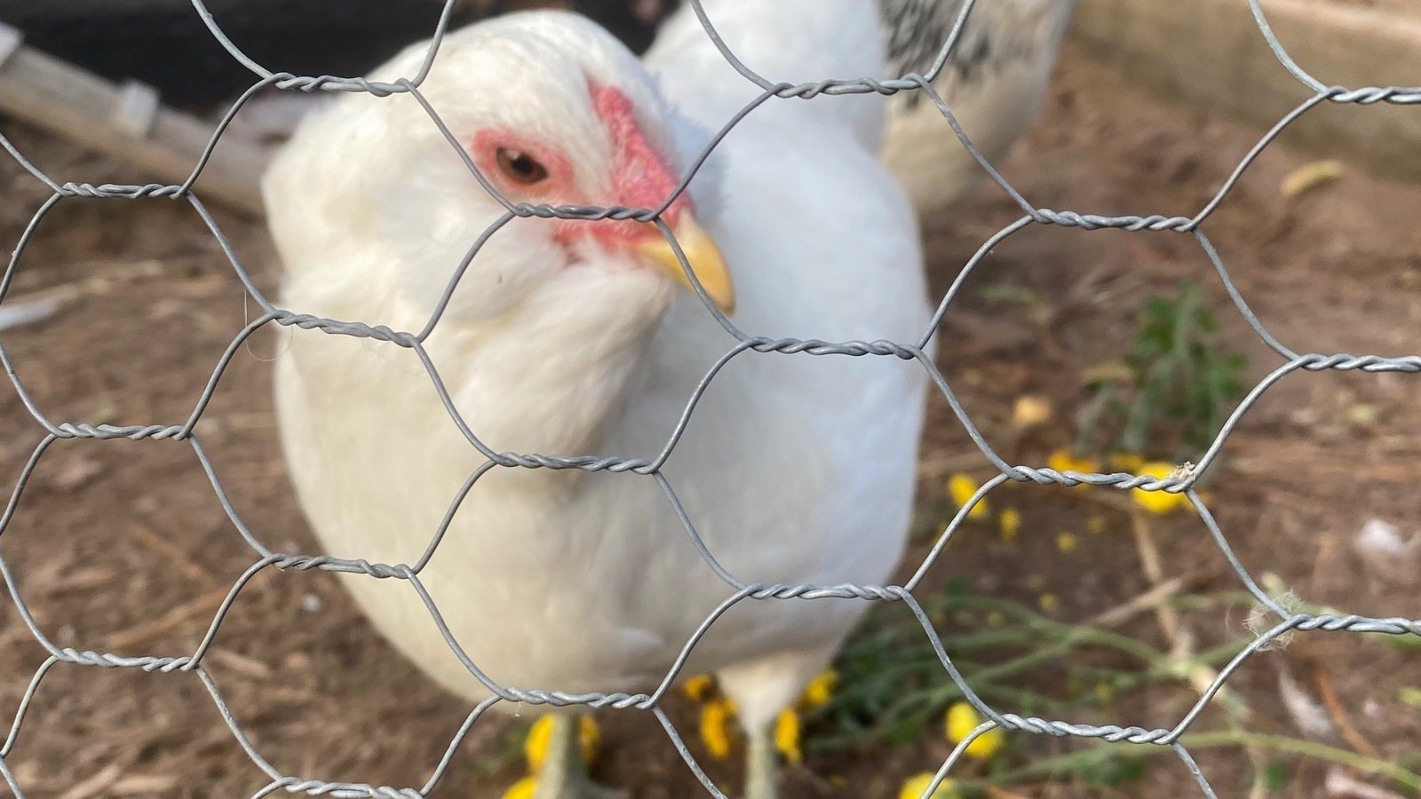 Petition · Change ordinance for chickens in Terre Hill! United States