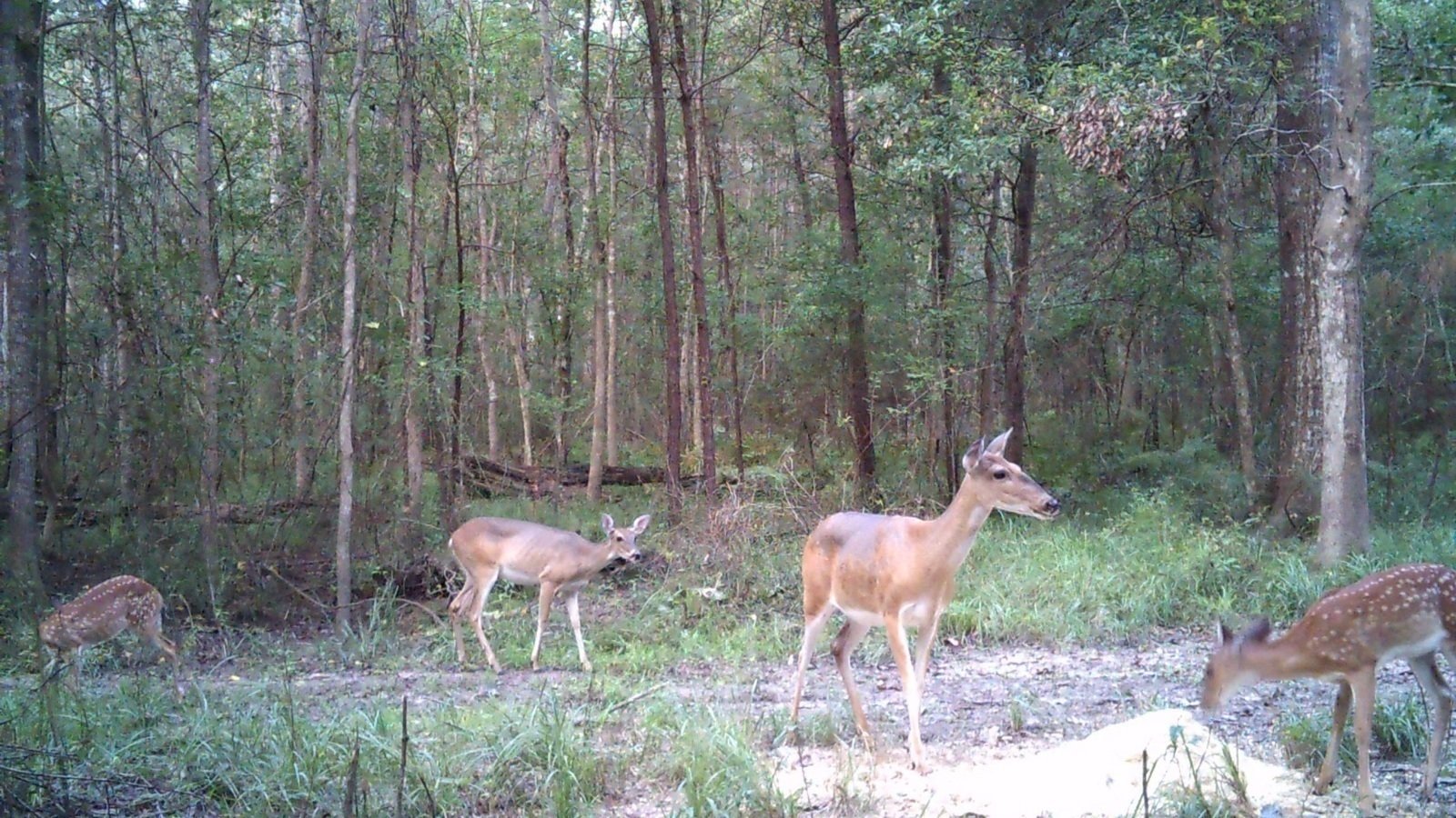 Petition · Change Open Date of Deer Season in Beauregard and Vernon