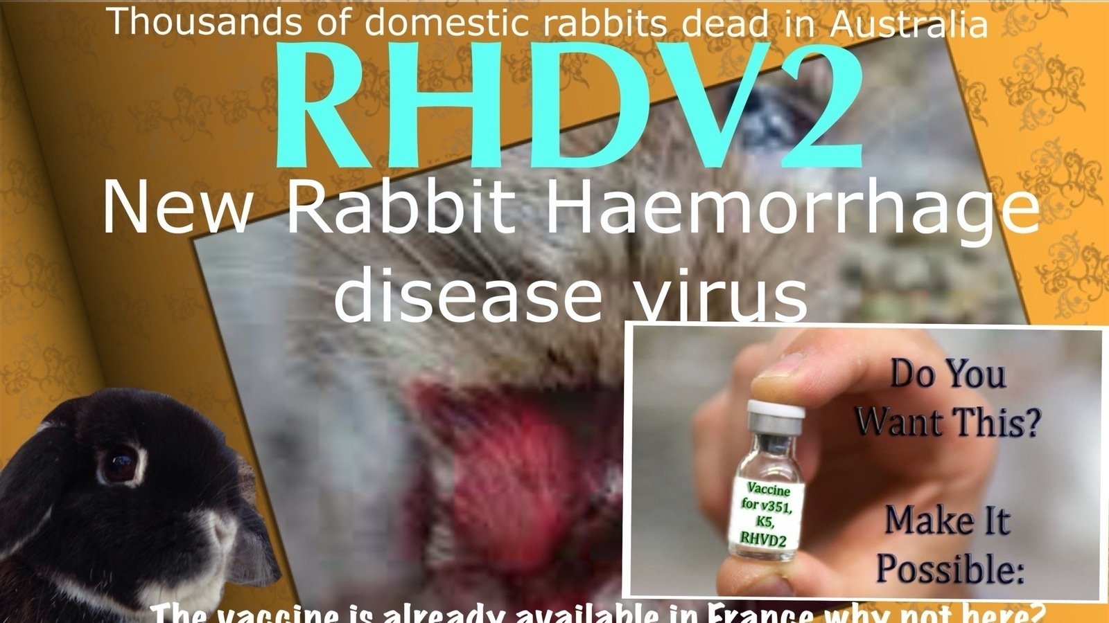Petition · NEW VACCINE NEEDED FOR NEW RABBIT VIRUS RHDV2 NOW