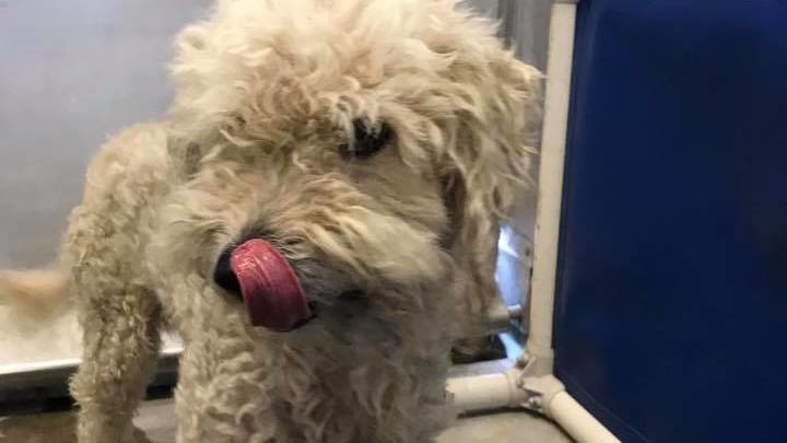 old miniature poodle