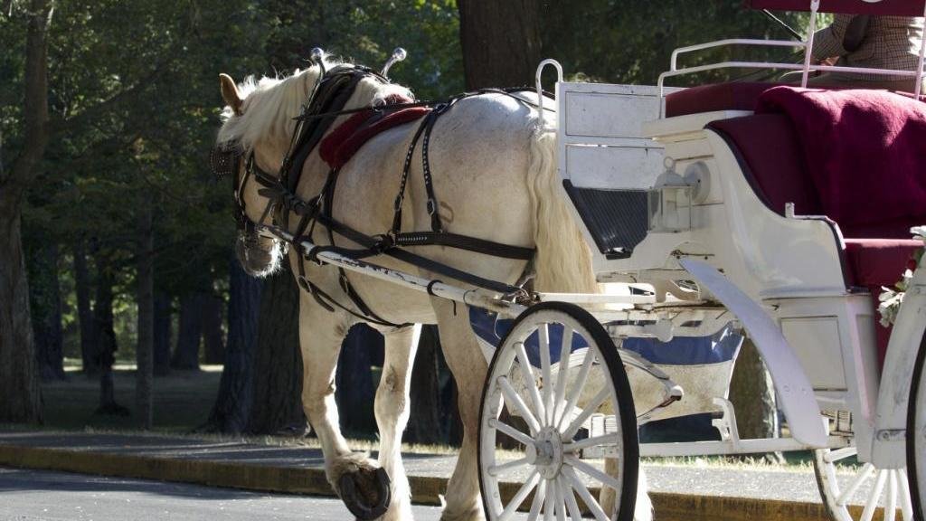 Petition · Protect Carriage Horses in Victoria, BC Canada ·