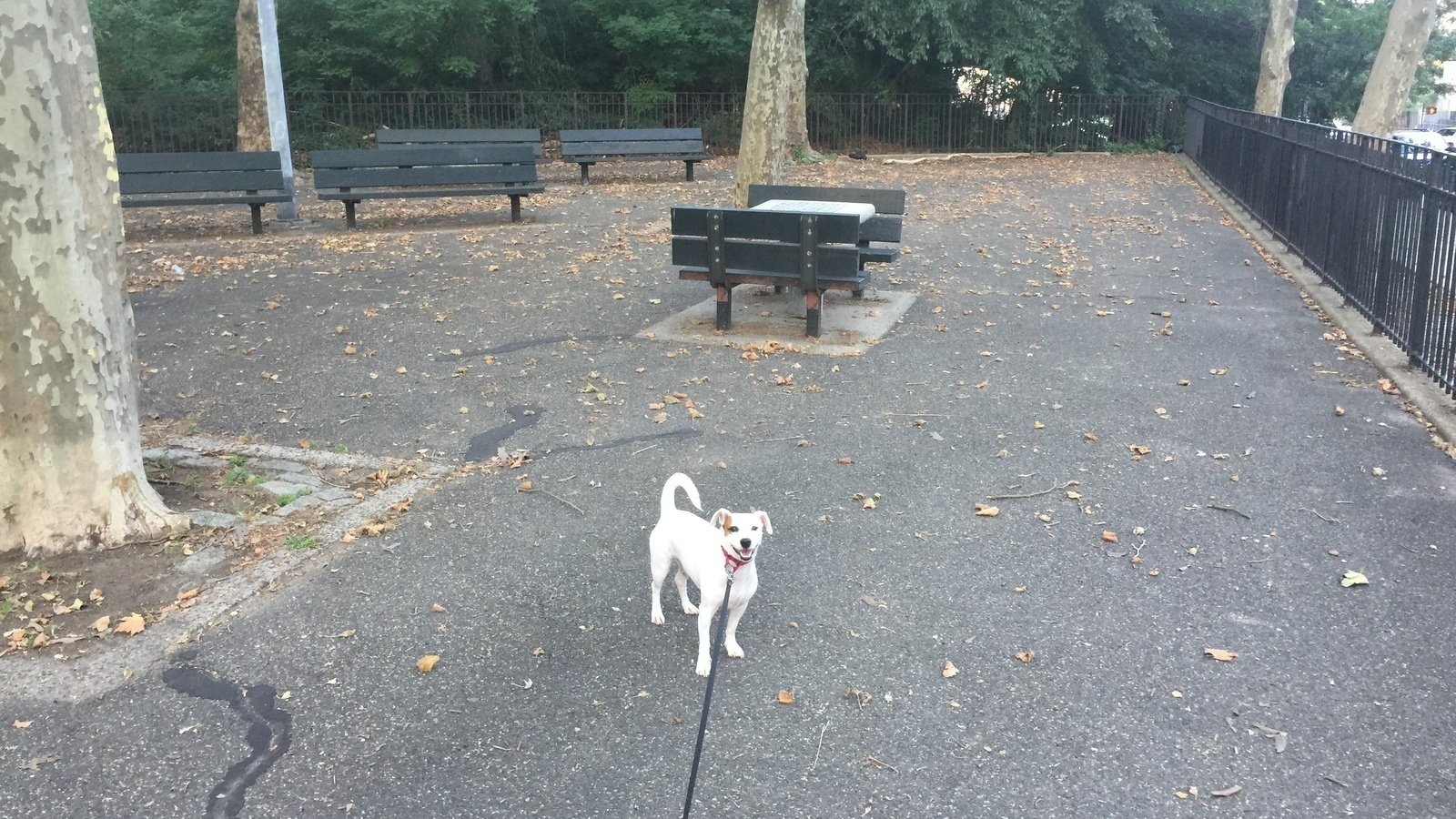 Petition · Dog Park for Downtown Brooklyn ·