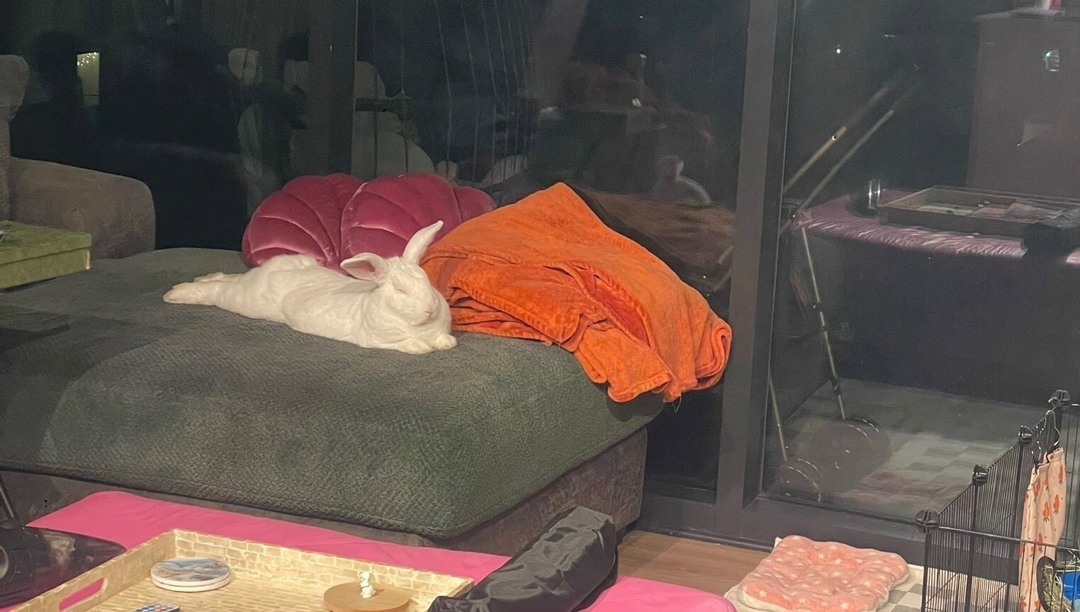 Petition · Ensure Ja'Marcus the Rabbit Remains Unemployed - United ...