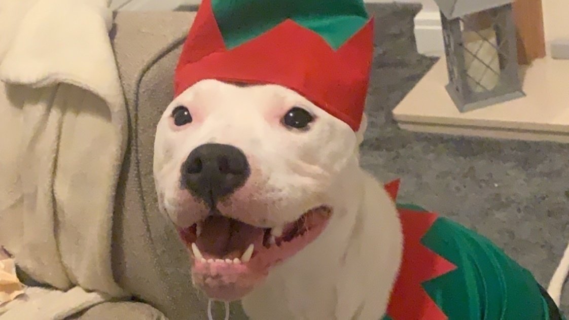 Petition · Don't bully my breed · Change.org