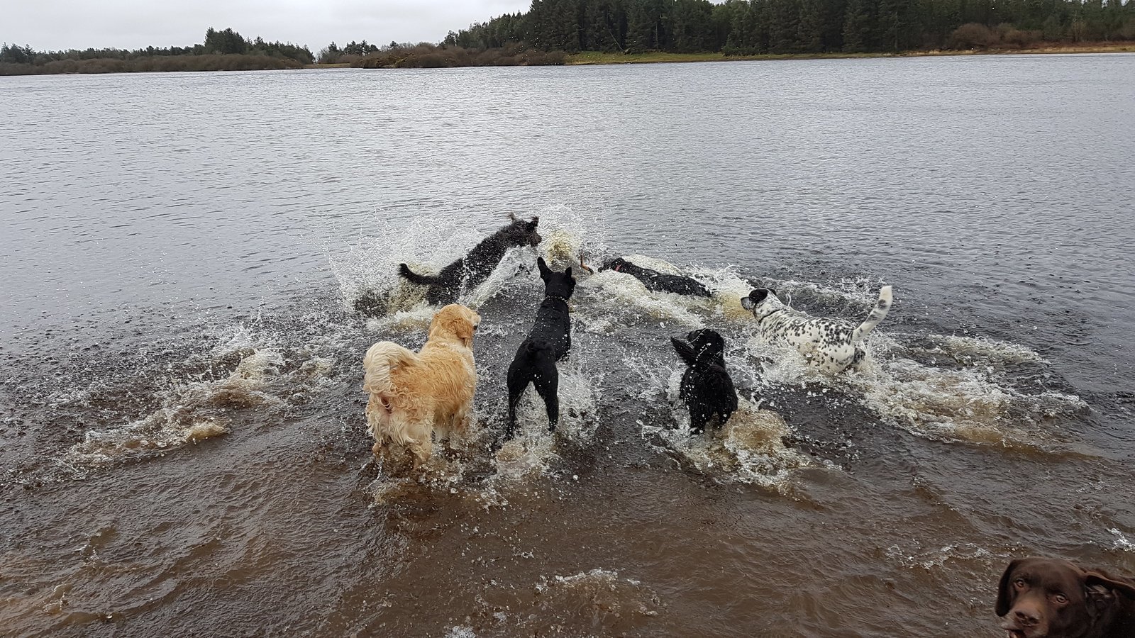 Petition · Keep Ballinrees Car Park (Coleraine Reservoir) open for dog walkers United Kingdom