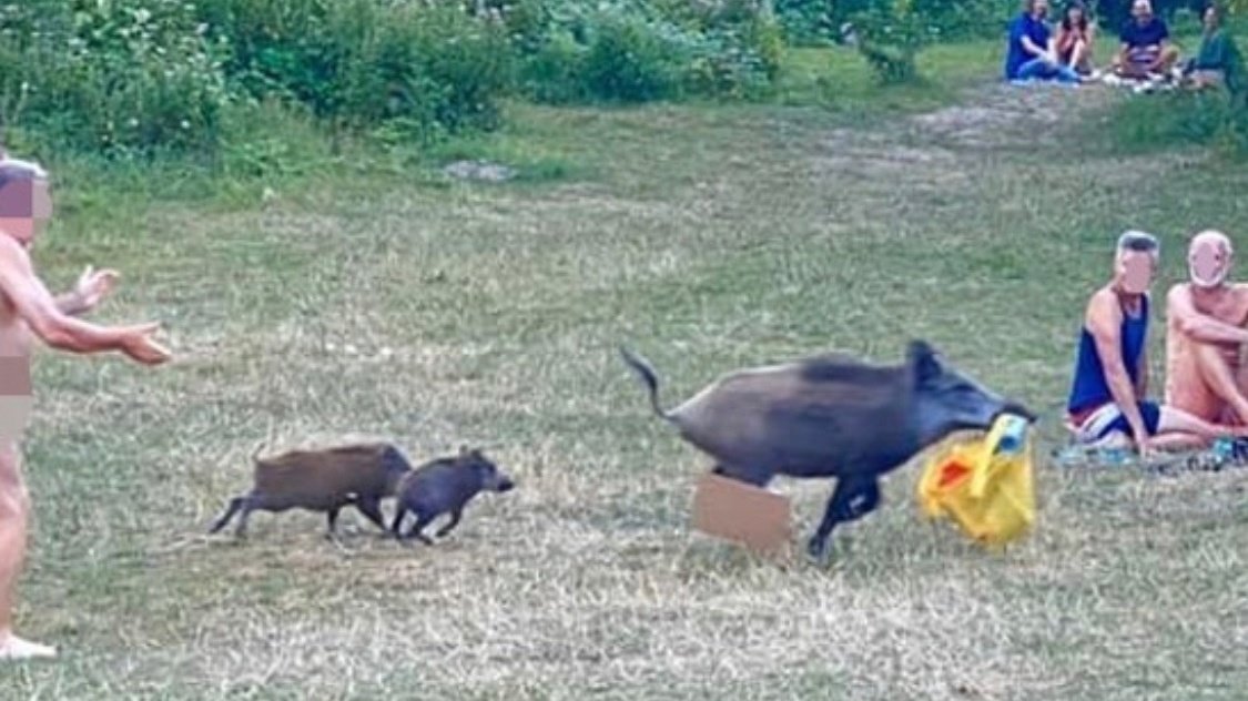 petition-rettet-die-freche-aber-friedliche-sau-vom-teufelssee